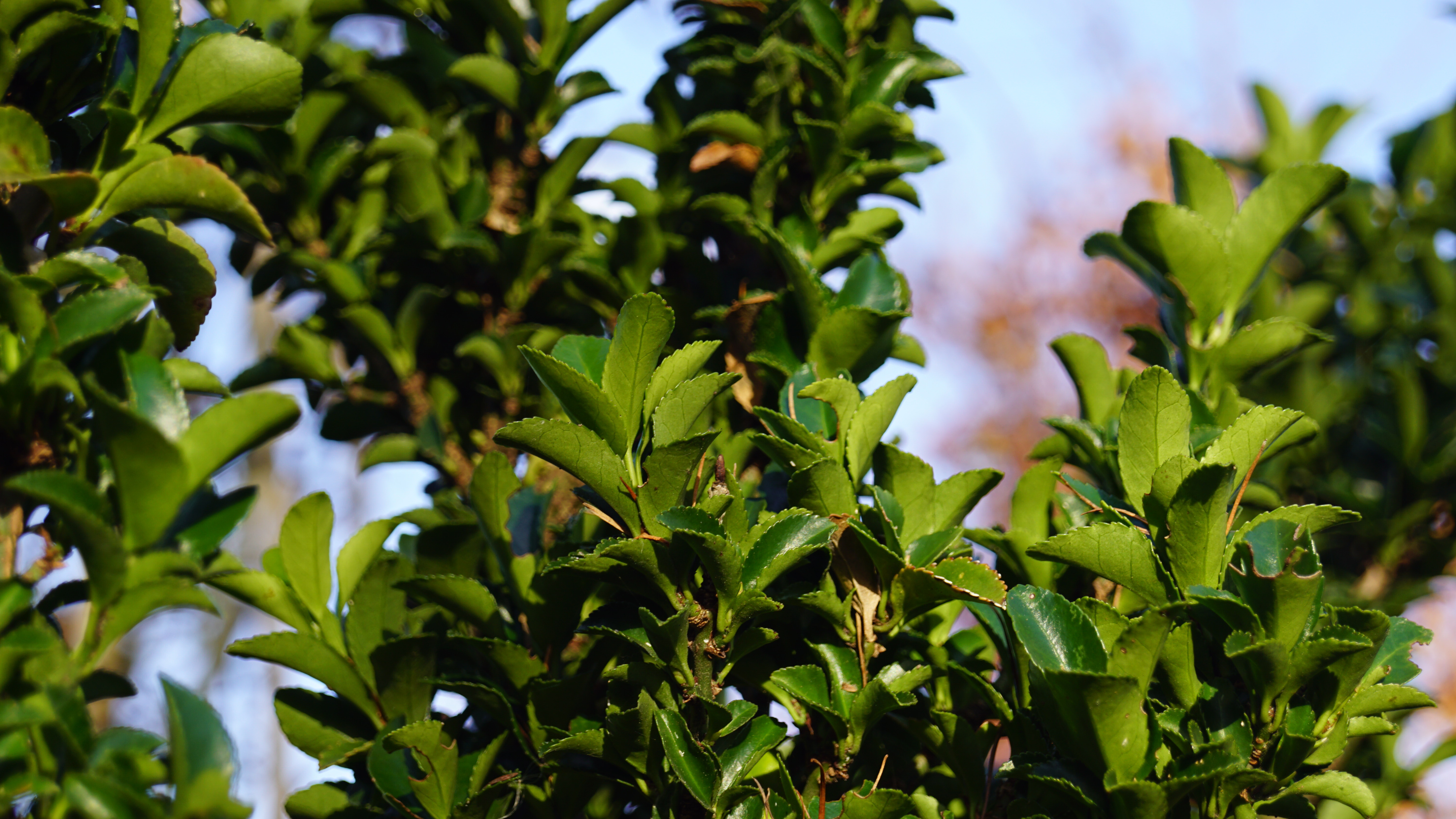 Euonymus japonicus 'Green Spire' (5)